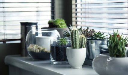 Purifier maison avec cactus