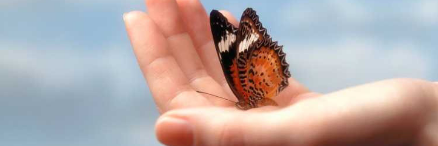 symbole spirituel du papillon