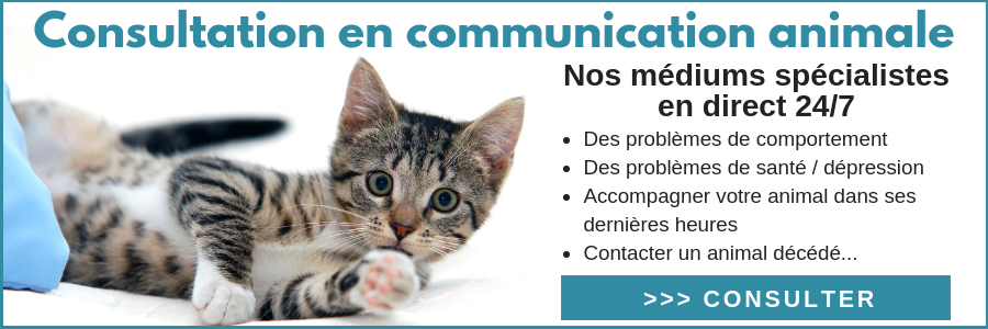 consultation communication animale en ligne