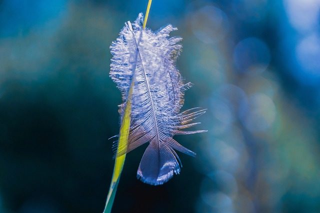 plume bleue signification ange