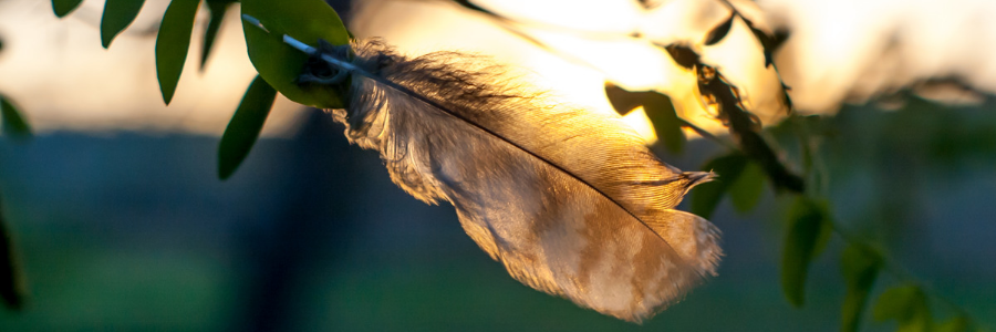 plumes ange signification couleur