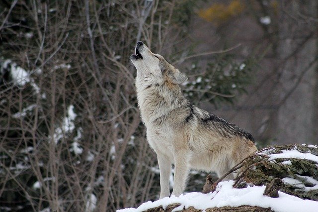 symbolique loup