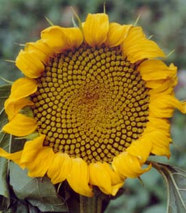 fibonacci nombre or fleur