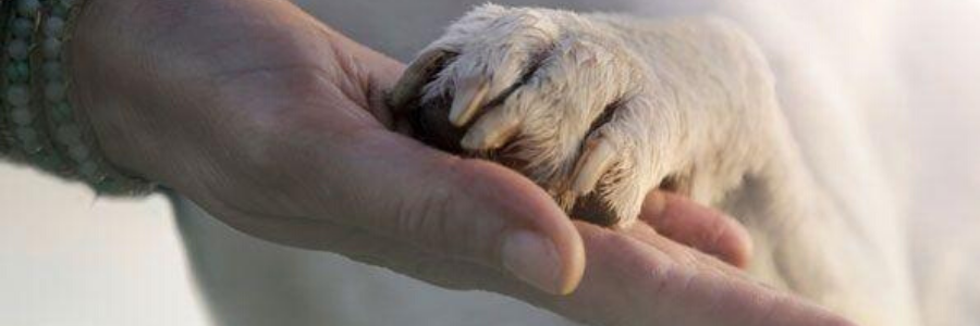 le magnetisme pour les animaux