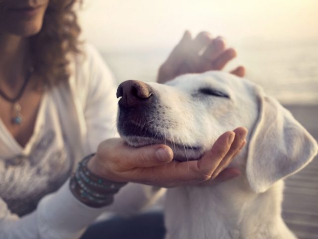 magnetisme sur animaux