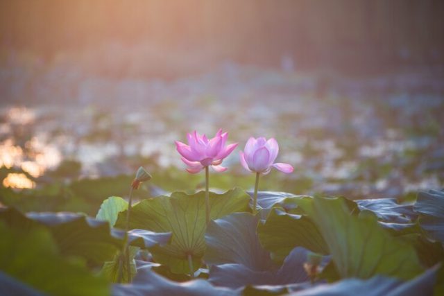 fleur-de-lotus-signification