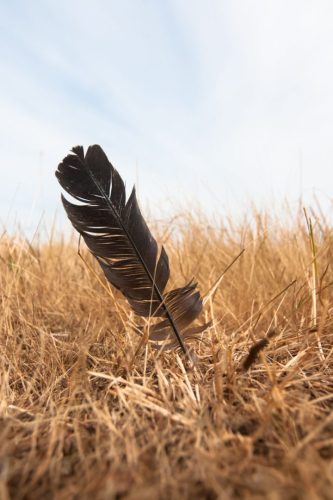 Voir un corbeau : quelle signification spirituelle