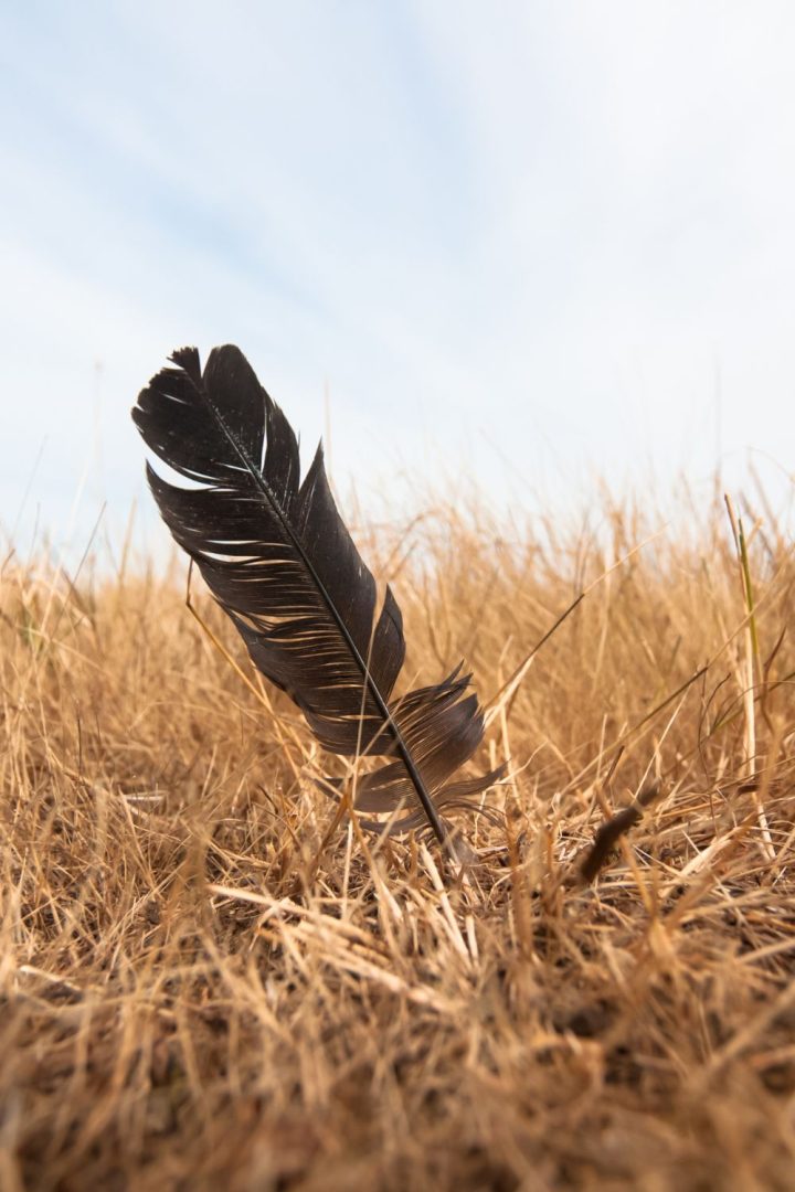 Voir un corbeau signification spirituelle et interprétation