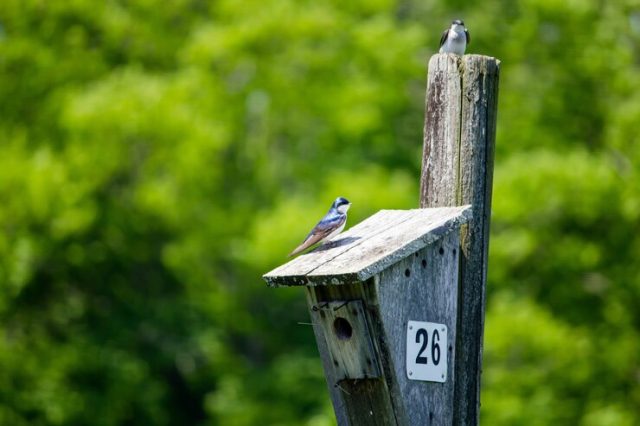 Symbolique Et Signification Des Oiseaux