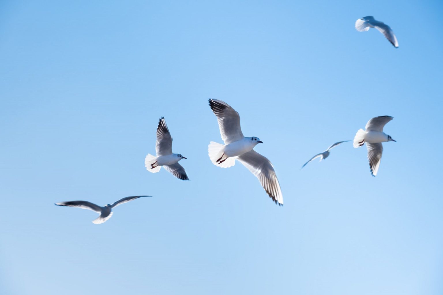Croiser le chemin d'oiseaux : les symboliques spirituelles