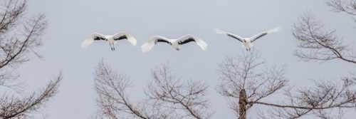 Croiser le chemin d'oiseaux : les symboliques spirituelles