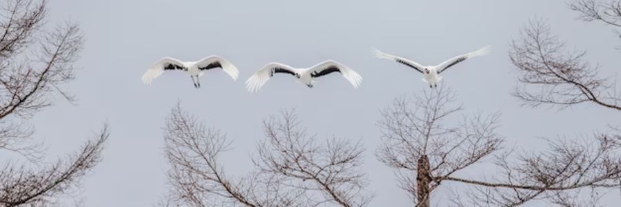 symbolique-oiseaux-qui-croisent-votre-chemin