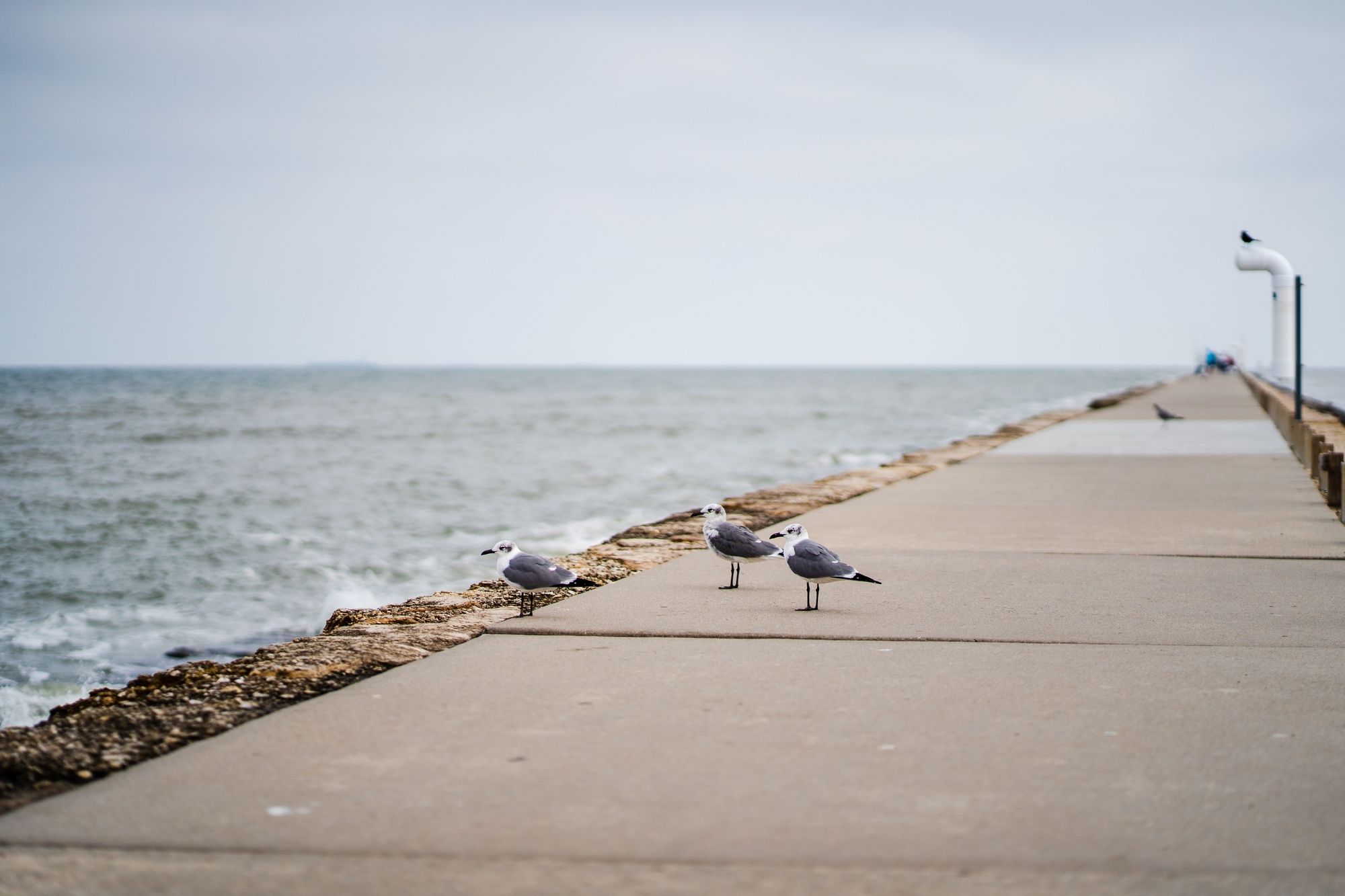 Croiser le chemin d'oiseaux : les symboliques spirituelles